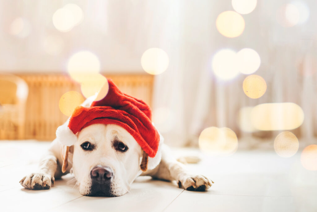 Sad dog wearing a Santa hat.